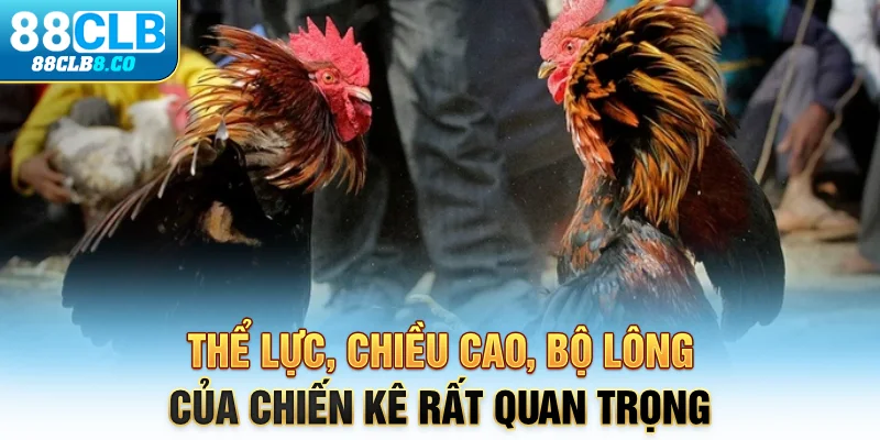 Thể lực, chiều cao, bộ lông của chiến kê rất quan trọng